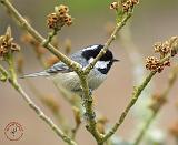 Coal Tit 8R85D-04